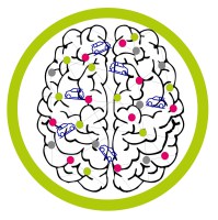 Synapsen